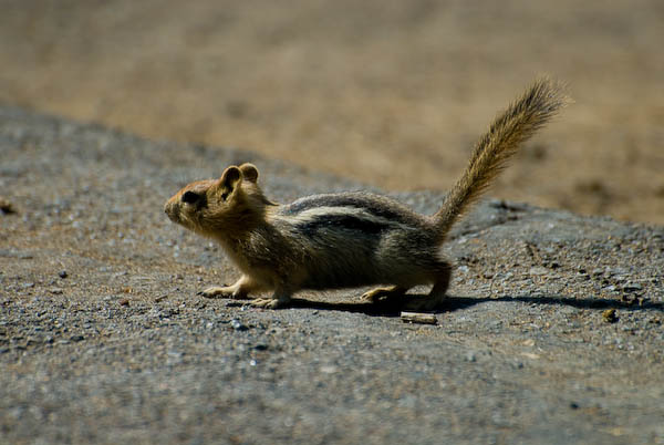 Chip Chipmunk at the Lava Tubes